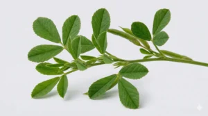 Blätter des Bockshornklees