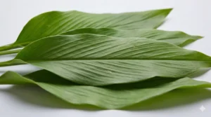 Grosse grüne Blätter der Kurkumapflanze