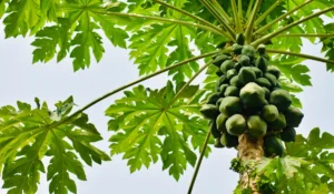 Viele Papayafrüchte an Baum - MaiThai Original Viele Papayafrüchte an Baum