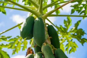 Papayafrüchte an Baum, Nahaufnahme - MaiThai Original Papayafrüchte am Baum