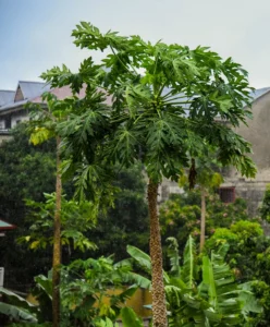 Papaya Baum in Garten - MaiThai Original Papaya Pflanze im Garten